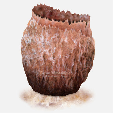 This beautiful illustration of a giant barrel sponge, Xestospongia muta, is accurate in detail.