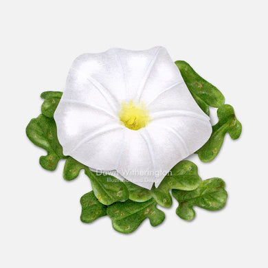 This beautiful illustration of beach morning-glory (Ipomoea imperati), is botanically accurate in detail.