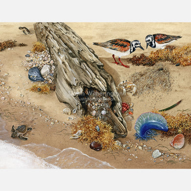 This is an illustration of ruddy turnstones (Arenaria interpres), loggerhead sea turtle (Caretta caretta) hatchlings, and various other items in the beach wrack.