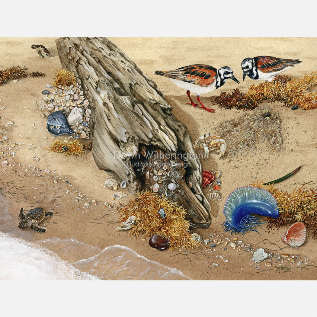 This is an illustration of ruddy turnstones (Arenaria interpres), loggerhead sea turtle (Caretta caretta) hatchlings, and various other items in the beach wrack.