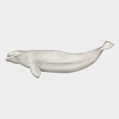 This beautiful illustration of a beluga whale, Delphinapterus leucas, is biologically accurate in detail.