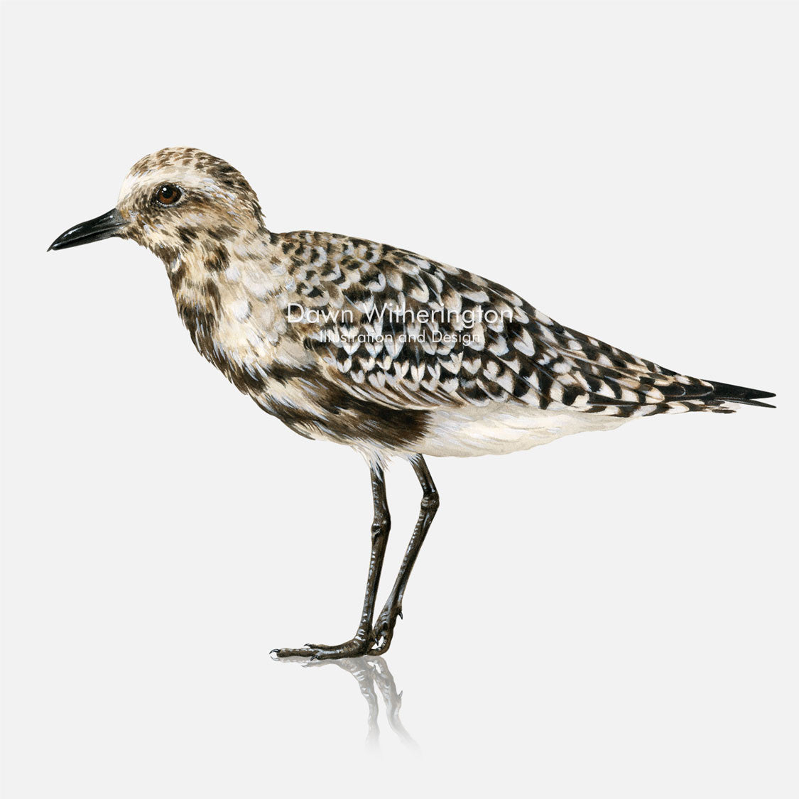 This beautiful illustration of a black-bellied plover, Pluvialis squatarola, with vestiges of breeding plumage, is biologically accurate in detail.
