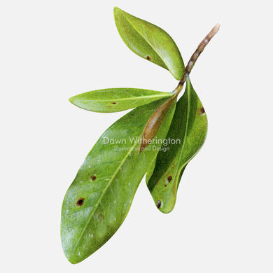 This beautiful illustration of black mangrove, Avicennia germinans, is botanically accurate in detail.