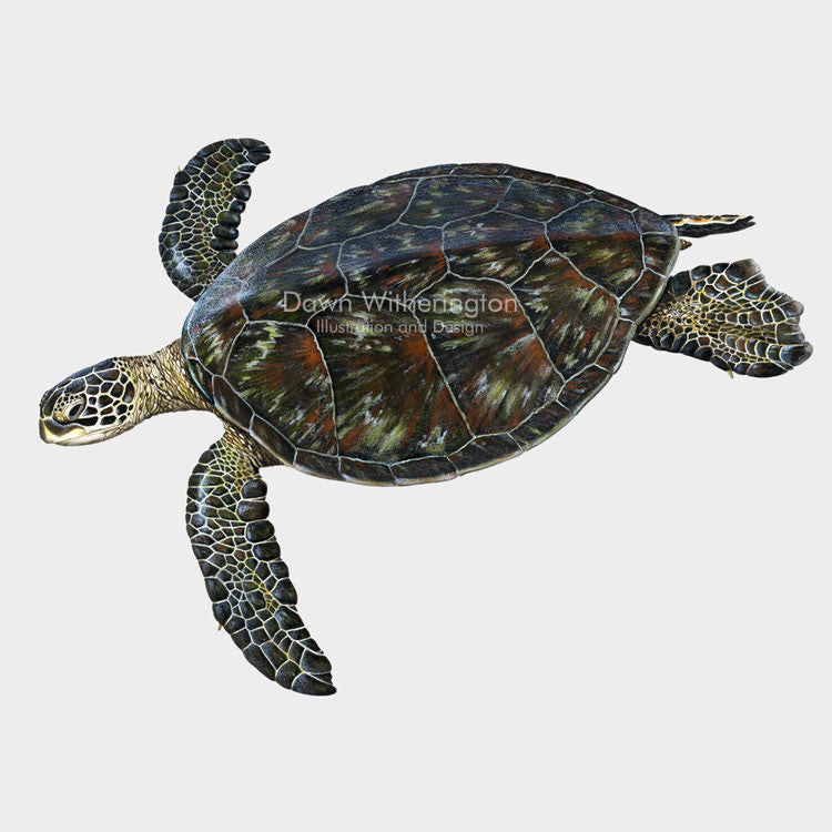 This beautiful drawing of an eastern Pacific green turtle (black turtle) (Chelonia mydas) is biologically accurate in detail.