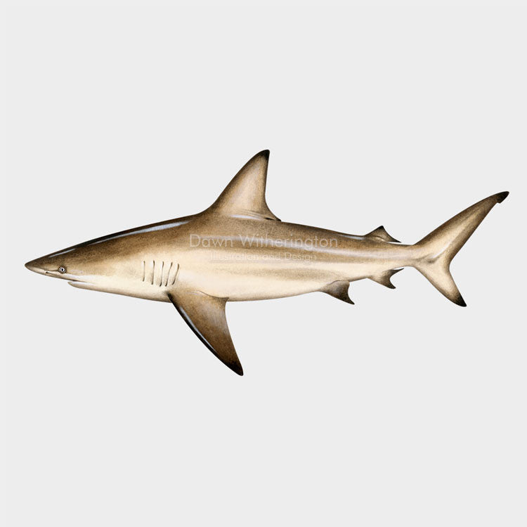 This beautiful illustration of a blacktip shark, Carcharhinus limbatus, is biologically accurate in detail.