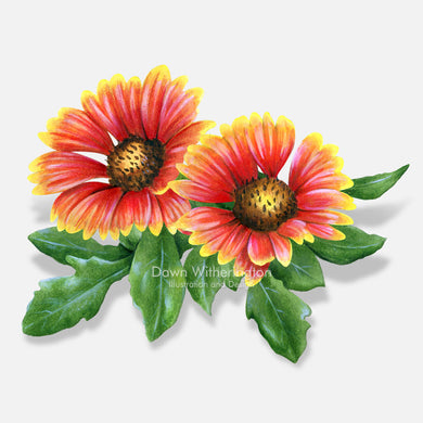 This beautiful illustration of Indian blanket flower (firewheel), Gaillardia pulchella, is botanically accurate in detail.