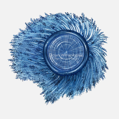 This beautiful illustration of a stranded blue button, Porpita porpita, is accurate in detail.