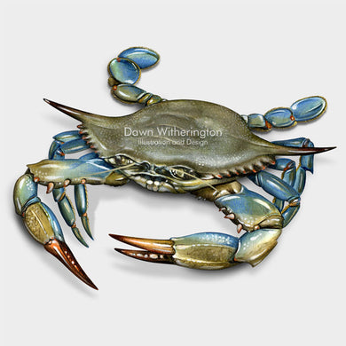 This beautiful illustration of a blue crab, Callinectes sapidus, is biologically accurate in detail.