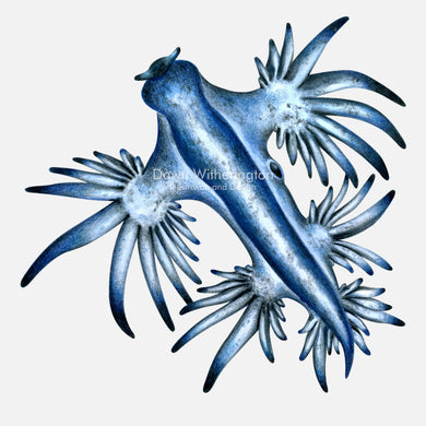This beautiful drawing of a blue glaucus, Glaucus atlanticus, is biologically accurate in detail.