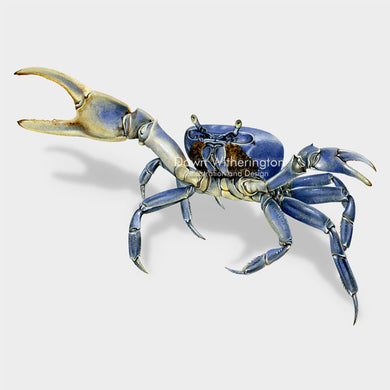 This beautiful illustration of a blue land crab, Cardisoma guanhumi, is biologically accurate in detail.