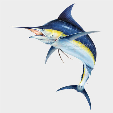 This beautiful drawing of an Atlantic blue marlin, Makaira nigricans, is biologically accurate in detail.