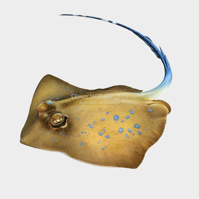 This beautiful illustration of a blue-spotted stingray (Neotrygon kuhlii) is biologically accurate in detail.