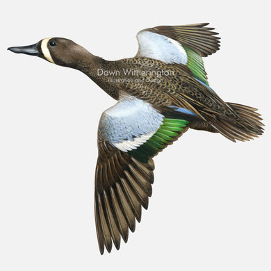 This beautiful illustration of a blue-winged teal, Anas discors, is biologically accurate in detail.
