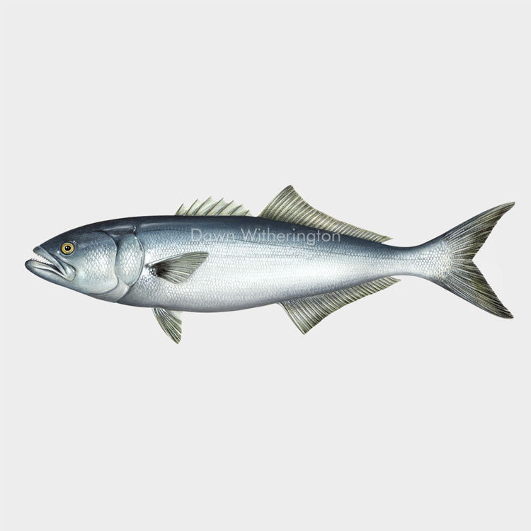 Illustration of This wonderful drawing of a bluefish, Pomatomus saltatrix, is biologically accurate in detail.
