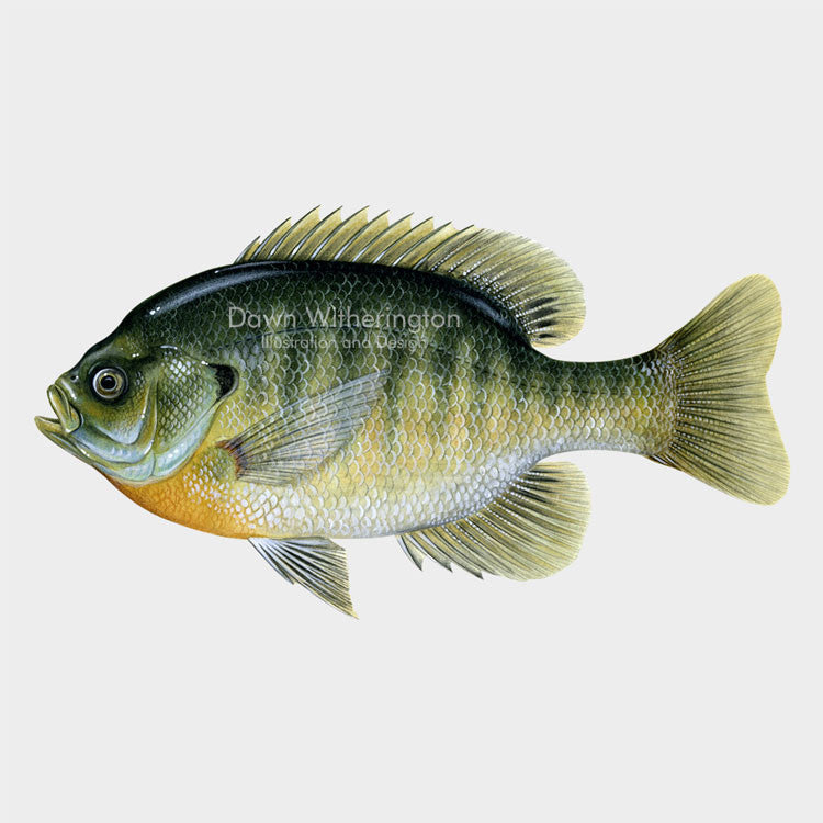 This beautiful drawing of a bluegill, Lepomis macrochirus, is biologically accurate in detail.