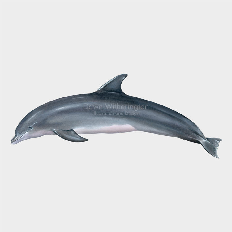 This illustration of a common bottlenose dolphin, Tursiops truncatus, is biologically accurate in detail.