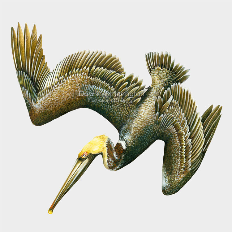 This beautiful illustration of a diving brown pelican, Pelecanus occidentalis, is biologically accurate in detail.