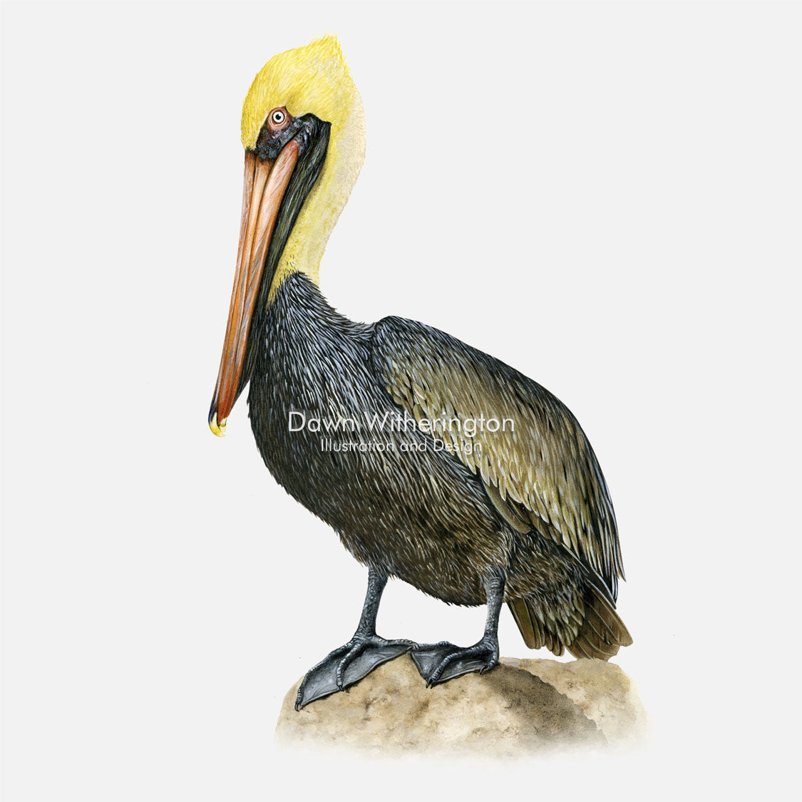 This beautiful illustration of a brown pelican, Pelecanus occidentalis, with chick, is biologically accurate in detail.
