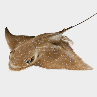 This beautiful illustration of a bullnose eagle ray (Myliobatis freminvillii) is biologically accurate in detail.
