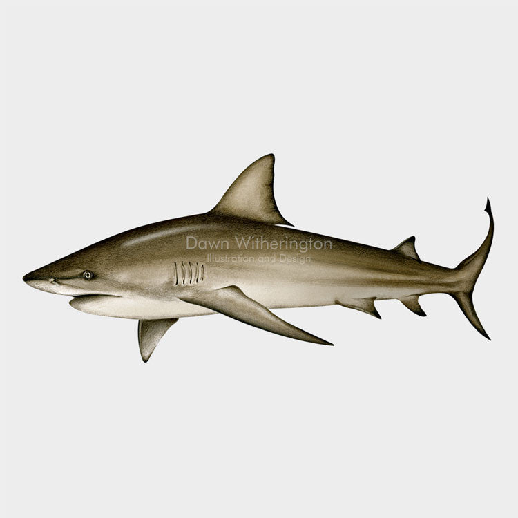 This beautiful illustration of a  bull shark, Carcharhinus leucas, is biologically accurate in detail.