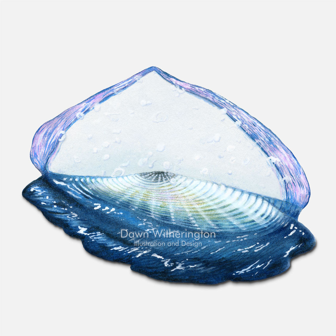 This beautiful illustration of a stranded by-the-wind sailor, Velella velella, is biologically accurate in detail.