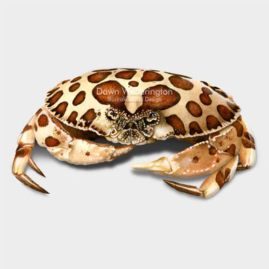 This beautiful illustration of a calico crab, Hepatus epheliticus, is biologically accurate in detail