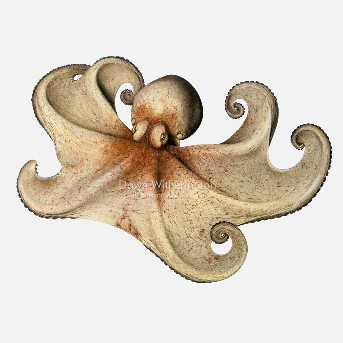 This beautiful drawing of a Caribbean reef octopus, Octopus briareus, is biologically accurate in detail.