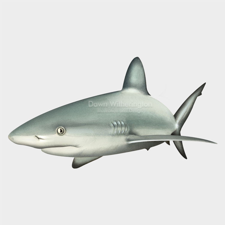 This beautiful illustration of a Caribbean reef shark, Carcharhinus perezii, is biologically accurate in detail.