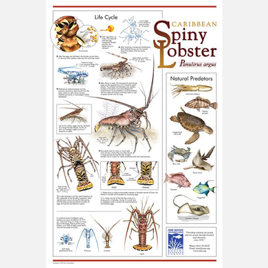 This beautiful poster provides information about the Caribbean Spiny Lobster, Panulirus argus. 