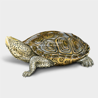 This beautiful drawing of a Carolina diamondback terrapin, Malaclemys terrapin centrata, is biologically accurate in detail.
