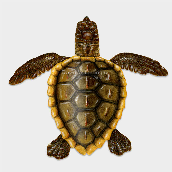 This beautiful drawing of a post-hatchling loggerhead sea turtle, Caretta caretta, is biologically accurate in detail. 