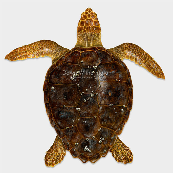This beautiful illustration of an subadult loggerhead sea turtle, Caretta caretta, is biologically accurate in detail. 