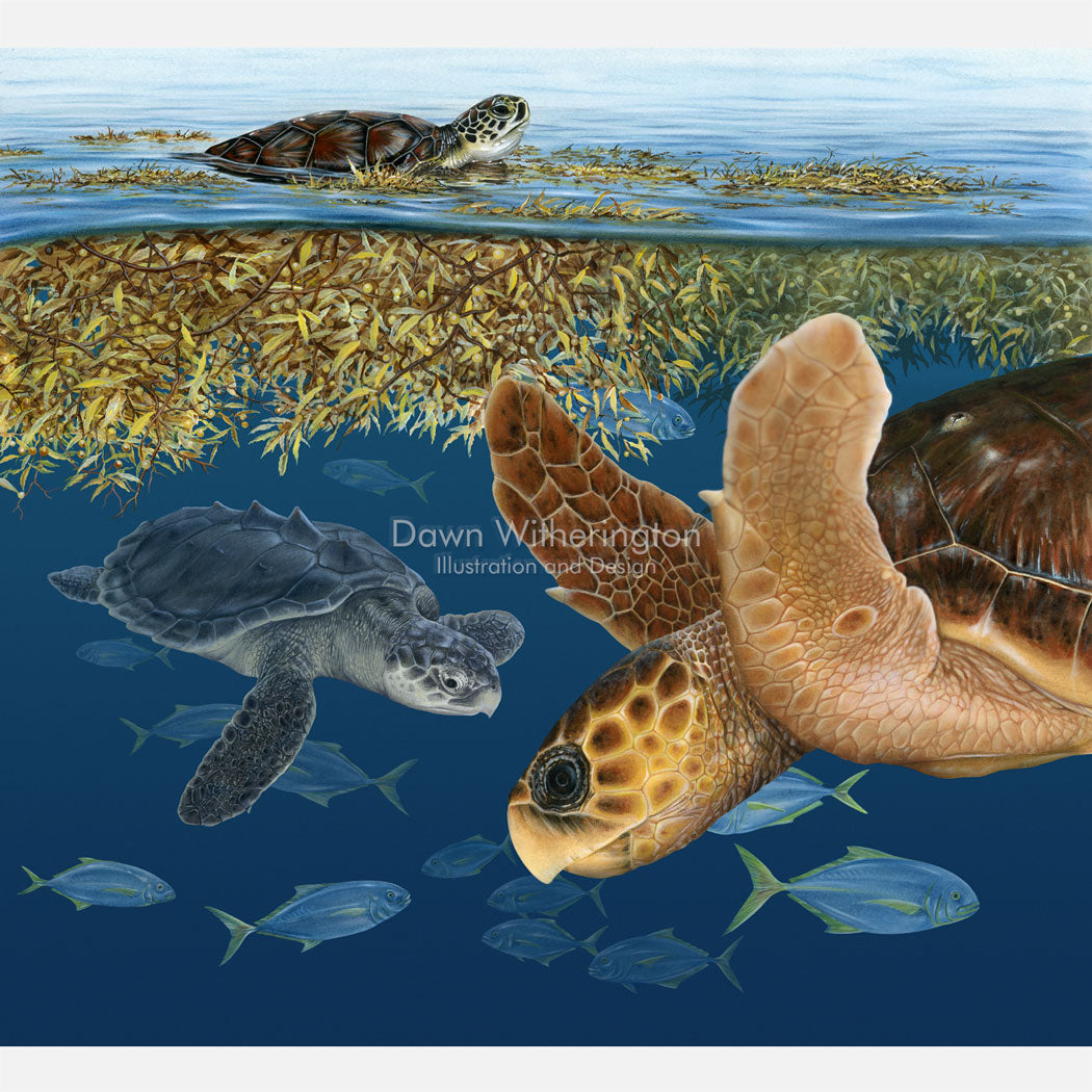 This beautiful illustration of a green turtle, a Kemp's ridley, and a loggerhead sea turtle in sargassum seaweed, is biologically accurate in detail.