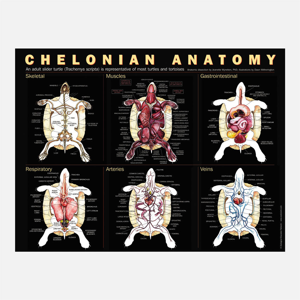 This beautiful chelonian anatomy poster shows skeletal, muscular, gastro-intestinal, respiratory, arterial, and venous systems.
