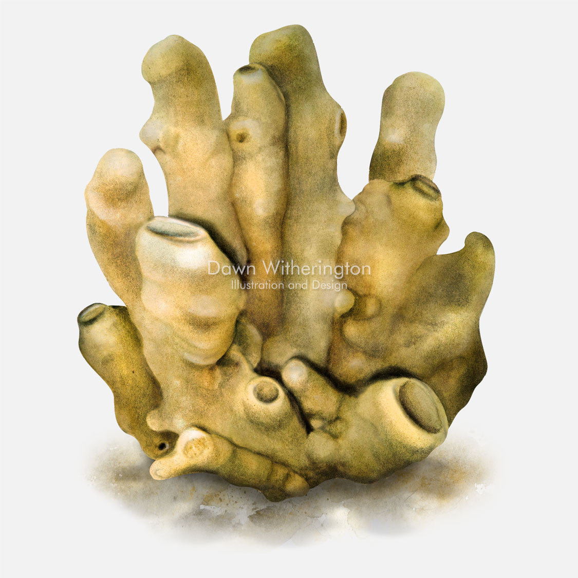 This beautiful illustration of a chimney sponge, Callyspongia fallax, is accurate in detail.