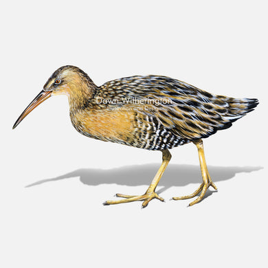 This beautiful illustration of a clapper rail, Rallus crepitans, with chick, is biologically accurate in detail.