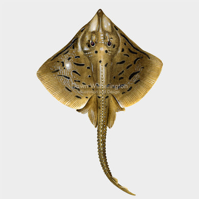 This beautiful illustration of a clearnose skate, Raja eglanteria, is biologically accurate in detail.