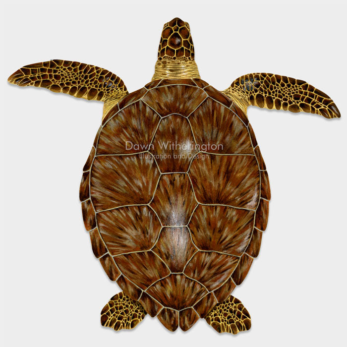This beautiful drawing of a benthic juvenile green sea turtle, Chelonia mydas, is biologically accurate in detail. 