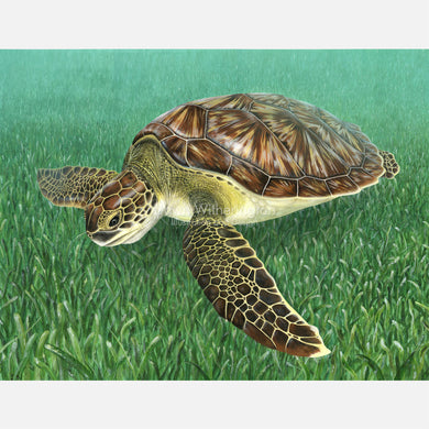 This beautiful, highly detailed illustration is of a juvenile green turtle, Chelonia midas, swimming over turtle grass, Thalassia testudinum.