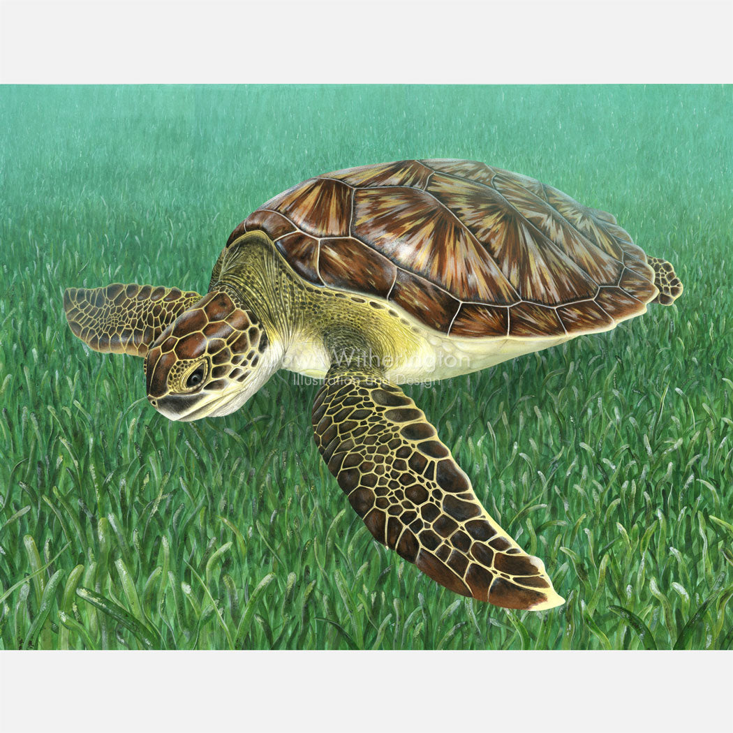 This beautiful, highly detailed illustration is of a juvenile green turtle, Chelonia midas, swimming over turtle grass, Thalassia testudinum.