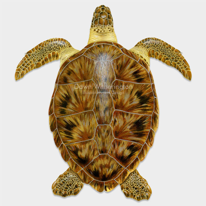 This beautiful drawing of a juvenile green sea turtle, Chelonia mydas, is biologically accurate in detail. 