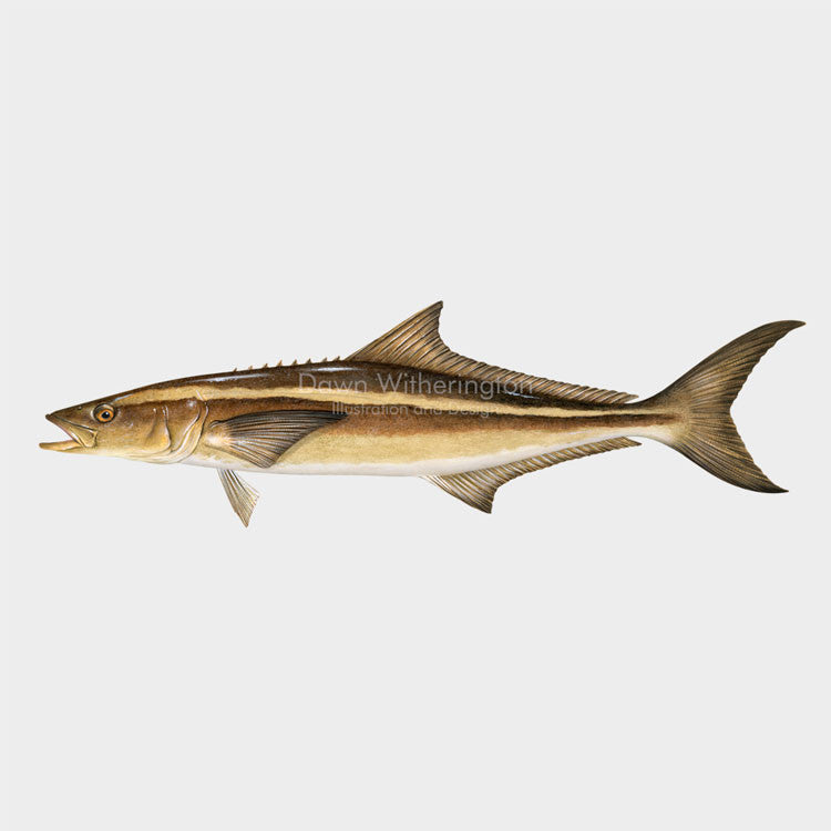 This wonderful drawing of a cobia, Rachycentron canadum, is biologically accurate in detail.