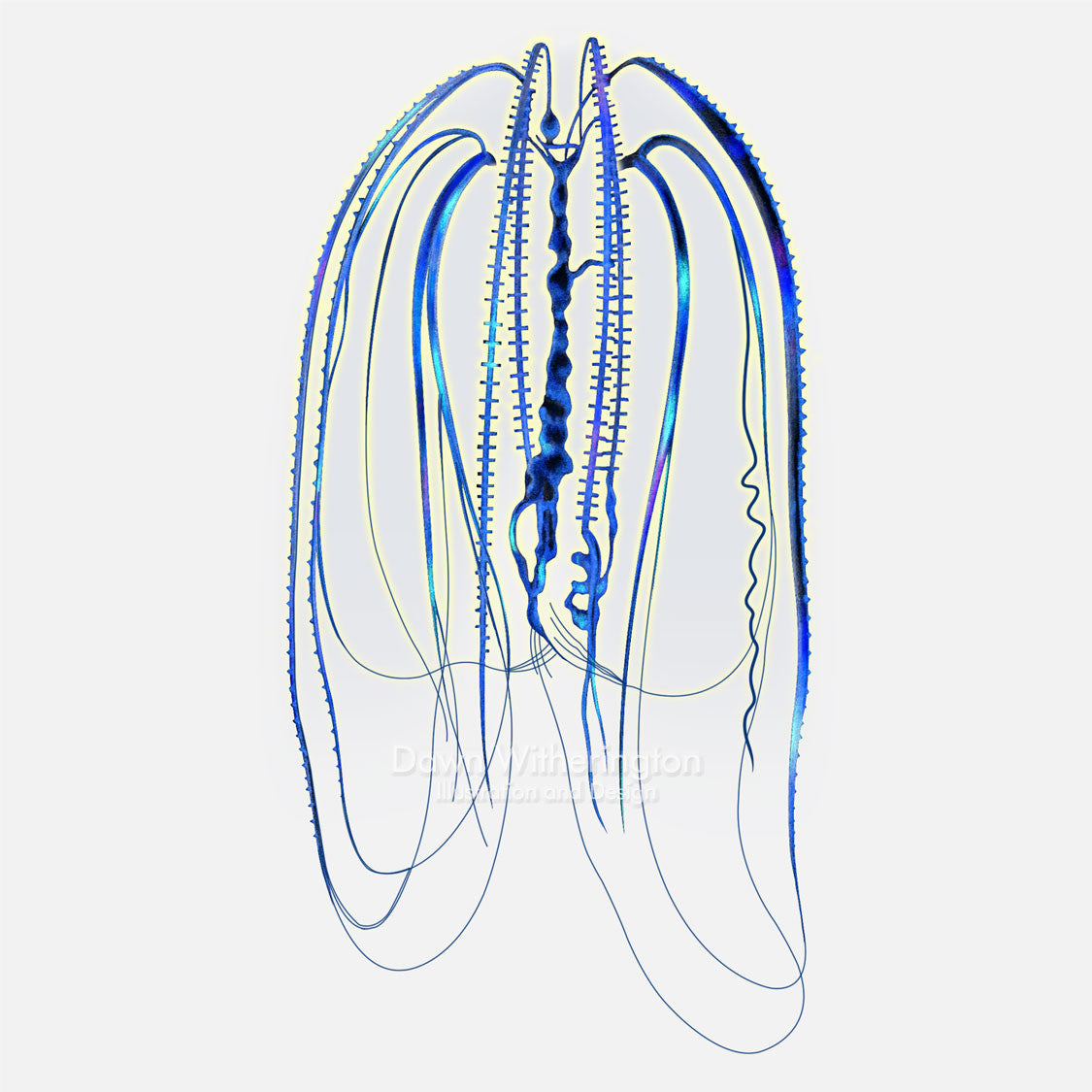 This Illustration of a comb jelly is accurate in detail.