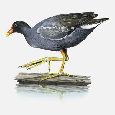 This beautiful illustration of common gallinule, Gallinula galeata, is biologically accurate in detail.