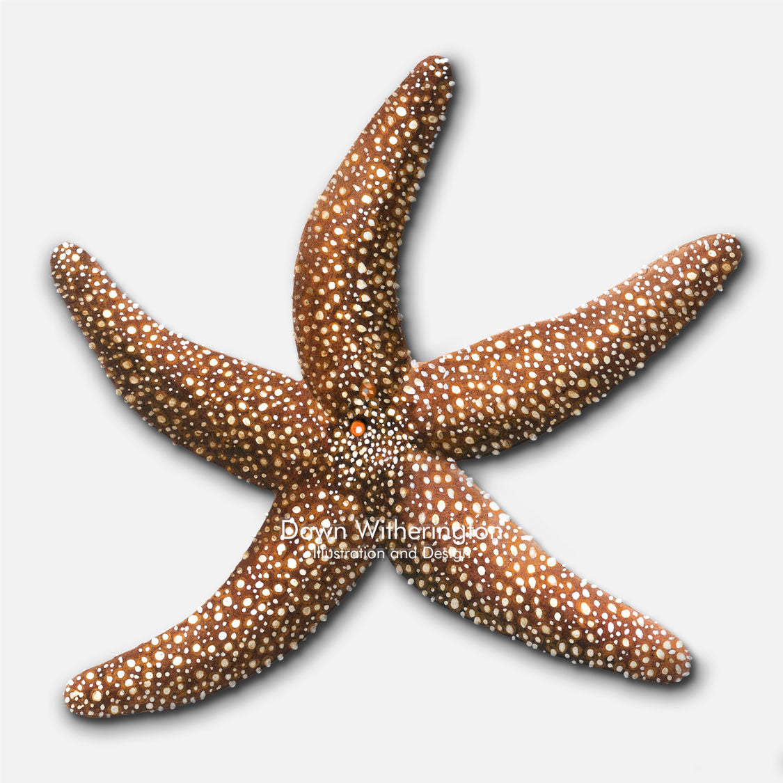 This beautiful illustration of a common sea star, Asterias rubens, is accurate in detail.