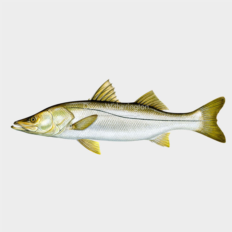Common Snook – drawnbydawn