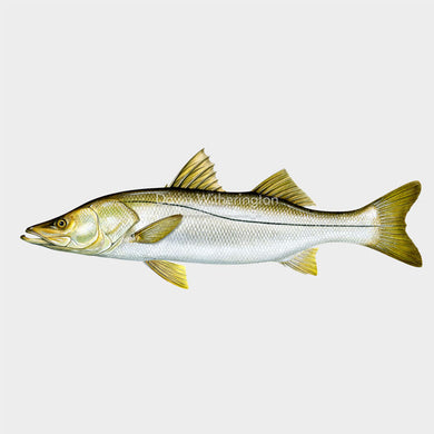 This beautiful illustration of a common snook, Centropomus undecimalis, is biologically accurate in detail.