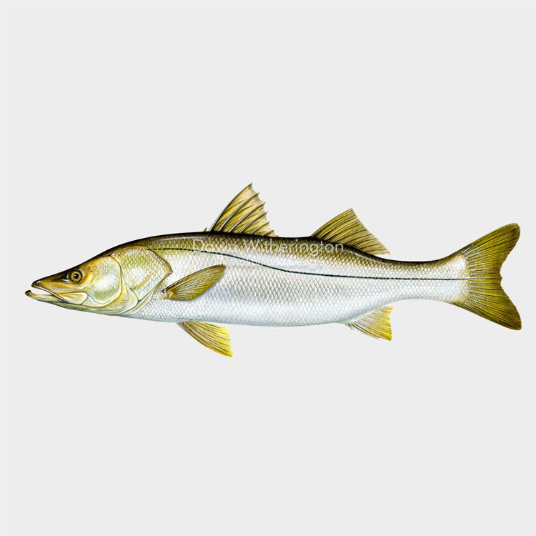 This beautiful illustration of a common snook, Centropomus undecimalis, is biologically accurate in detail.