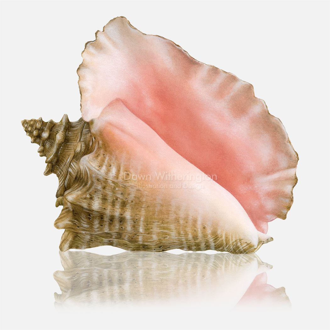 This beautiful drawing of an adult queen conch, Strombus gigas, is biologically accurate in detail.