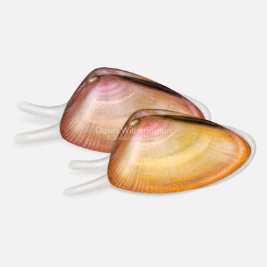 This beautiful drawing of living coquina clams, Donax variabilis, is accurate in detail.